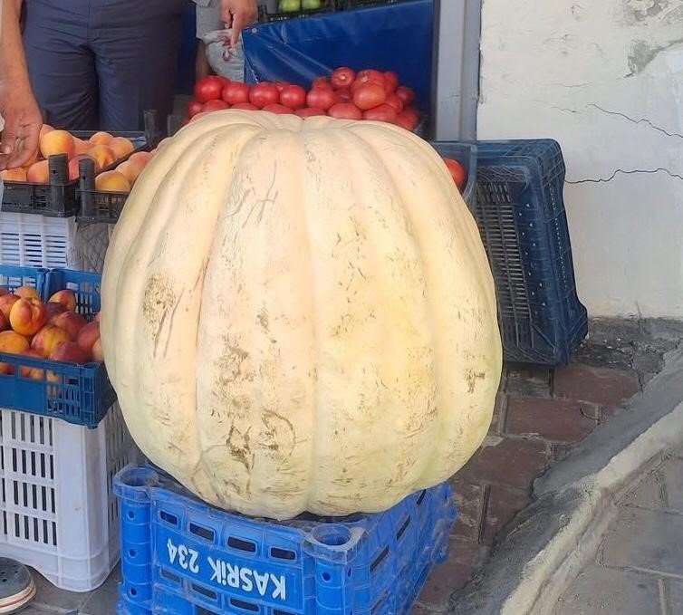 Gören şaştı kaldı! Bahçesinde yetiştirdi: Tam 85 kilo