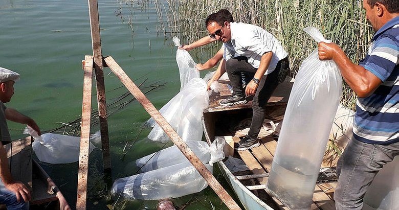 Aydın’da 100 bin adet yavru sazan balığı göletlere bırakıldı