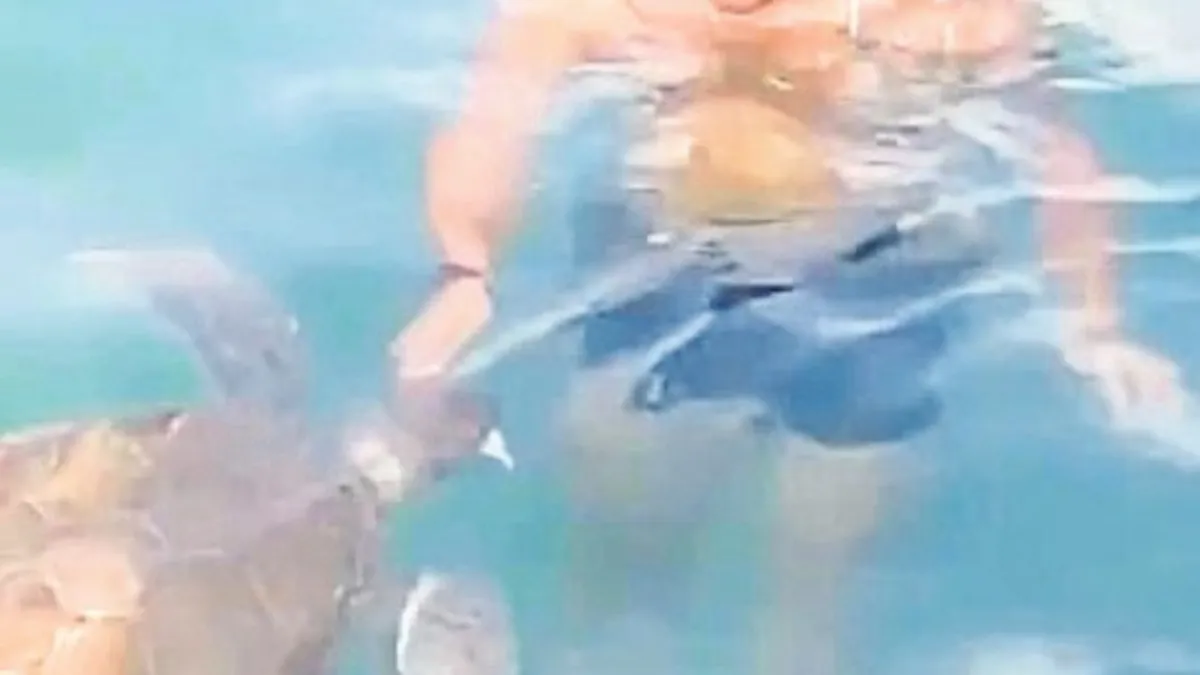Denizde yeni fobi kaplumbağa saldırısı