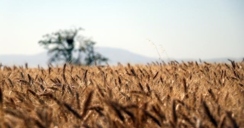 Buğday ve arpada yüksek rekolte bekleniyor