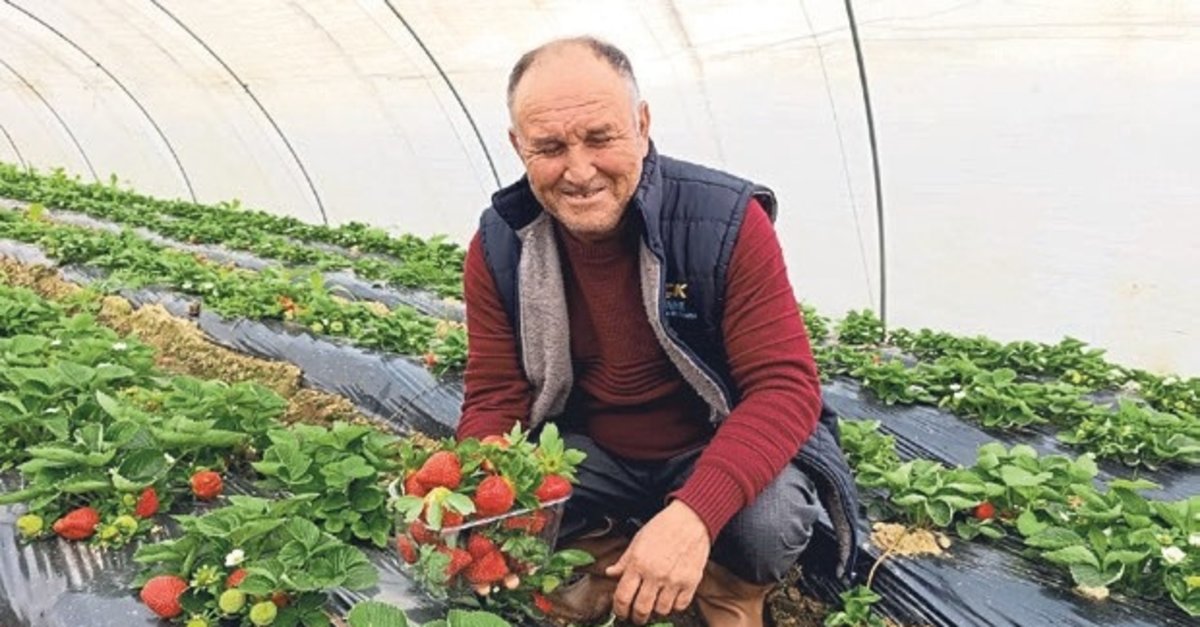 Köprübaşı’nda kış çileği 200 TL’den alıcı buluyor