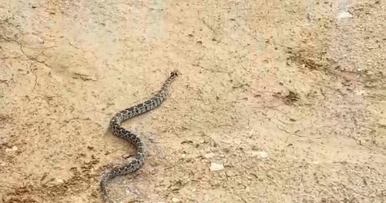 Kuşadası’nda şeritli engerek yılanına kediler saldırdı