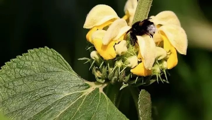 Çalba otu nedir, faydaları nelerdir? Neye iyi gelir?