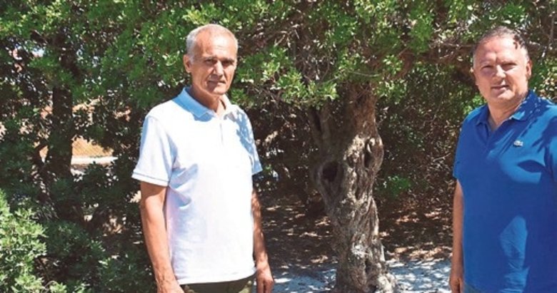 Çeşme’de sakız hasadı heyecanı