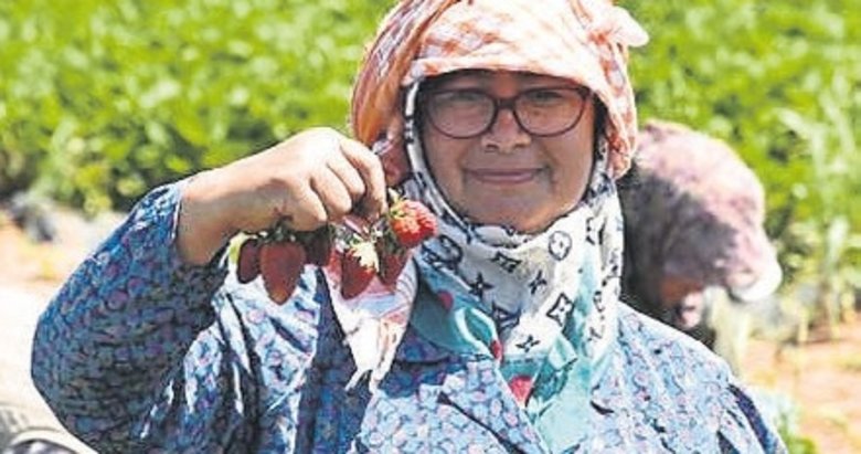 Coğrafi işaretli Köprübaşı çileğinde hasat heyecanı