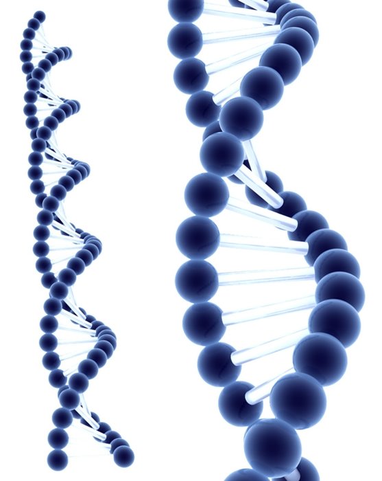 Yaşam süresi artık tahmin edilebilecek! DNA, yaşam süresi hakkında ipuçları veriyor