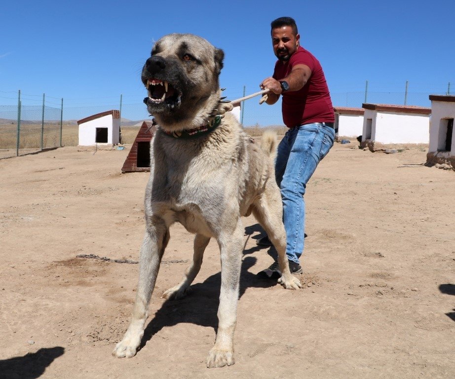 Kangal köpekleri neden yavrularını yiyor? Büyük sır çözüldü Yaşam