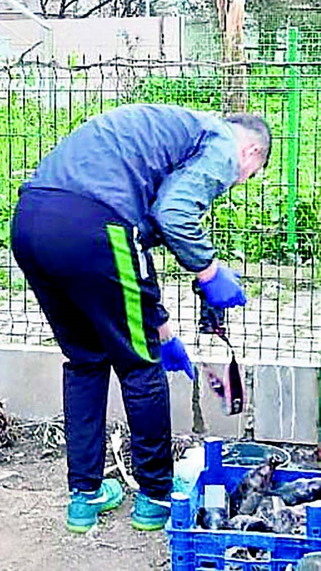 Ac Birakilan Kopekler Birbirlerini Yedi