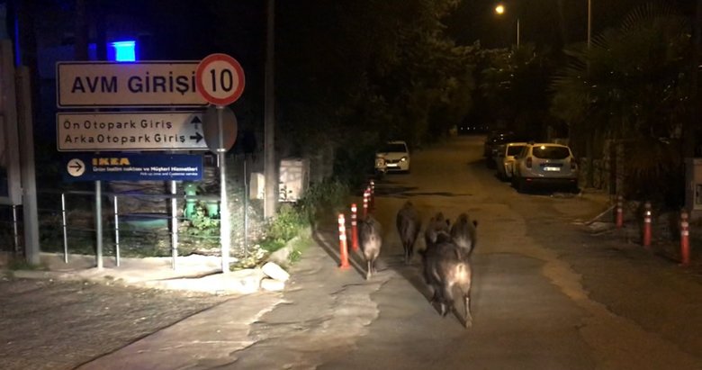 Muğla'da aç kalan domuzlar ilçe merkezine indi