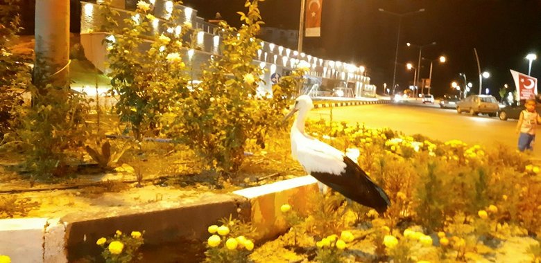 Polisin duyarlılığı leyleğin hayatını kurtardı