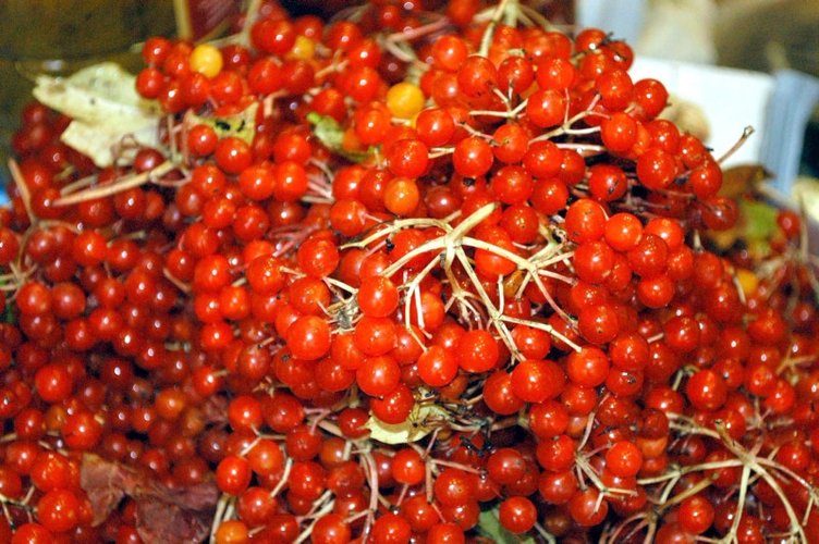 Gilaburu neye iyi gelir? Gilaburunun faydaları nelerdir?