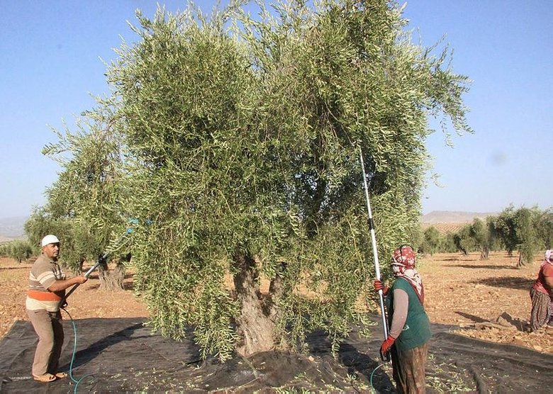 Ege’de zeytin hasadı başladı, omuz ağrıları arttı