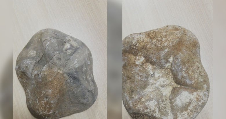 Çanakkale’de piyasa değeri 4 milyon lira olan 2 fosil ele geçirildi