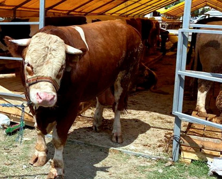 Kimler kurban kesmekle yükümlüdür? Banka kredisiyle kurban kesilebilir mi?