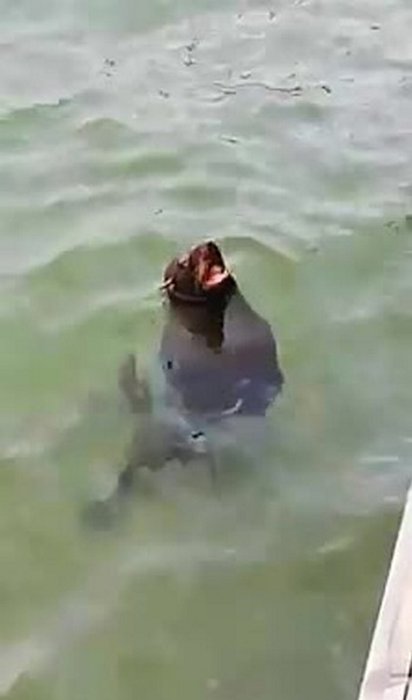 Akdeniz foku Bodrum’da görüntülendi