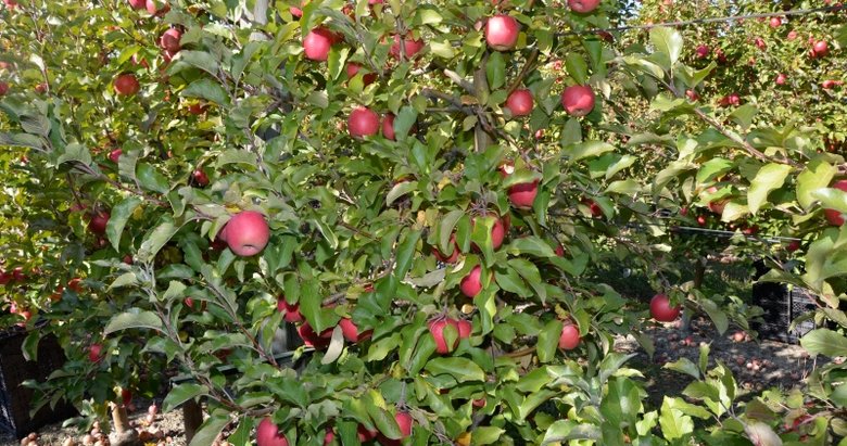 Afyonkarahisar elması, Orta Doğu, Rusya ve Avrupa’ya ihraç ediliyor