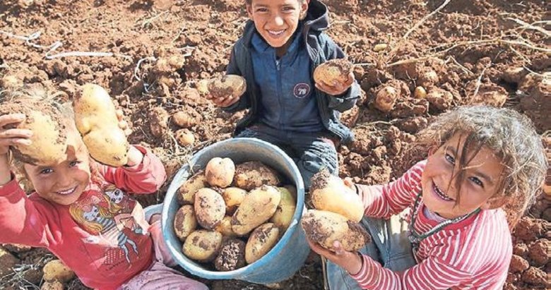 2021’de patates uçtu sarımsak fiyatı düştü