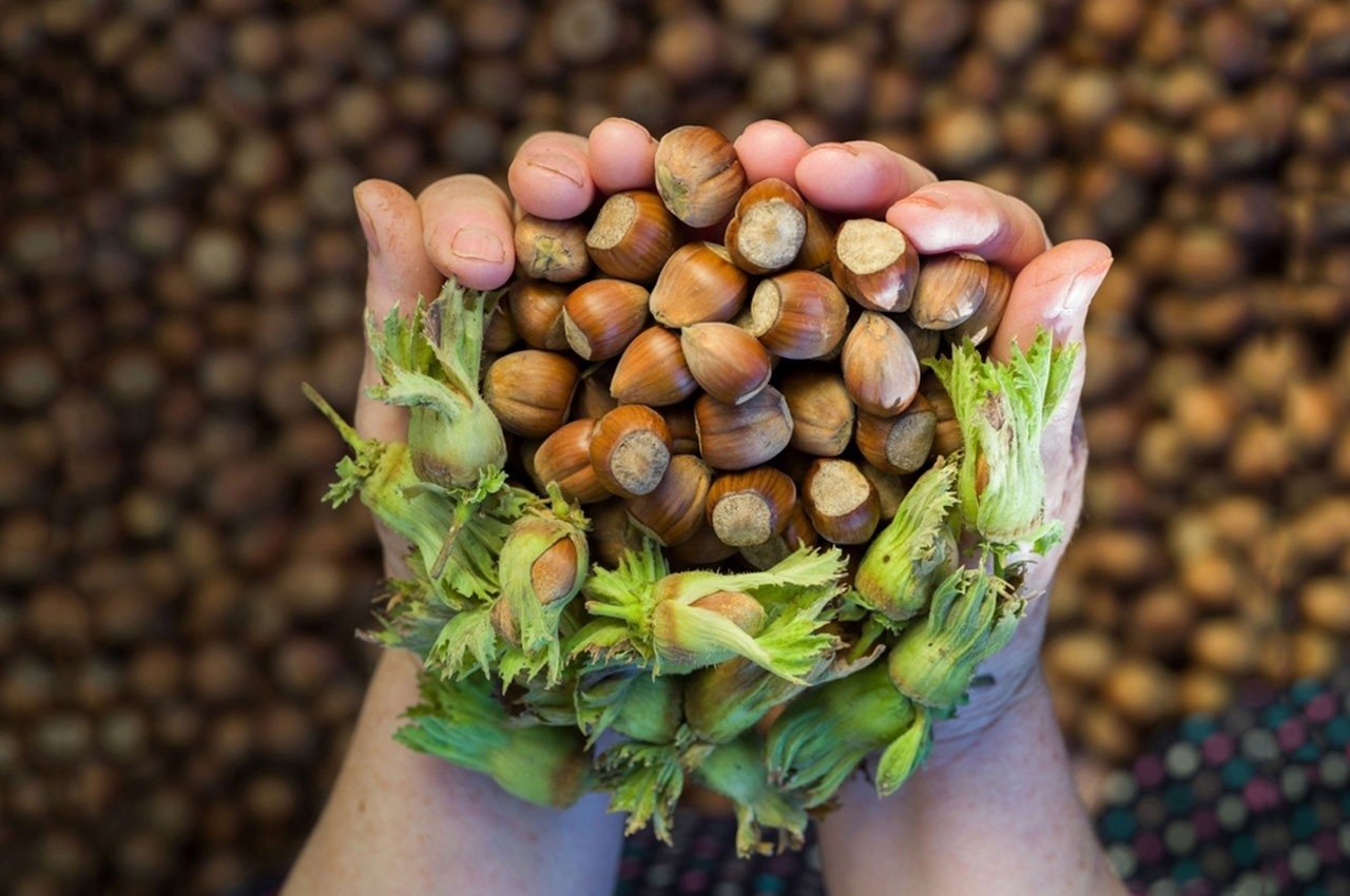 Türkiye en çok fındık ihraç ediyor