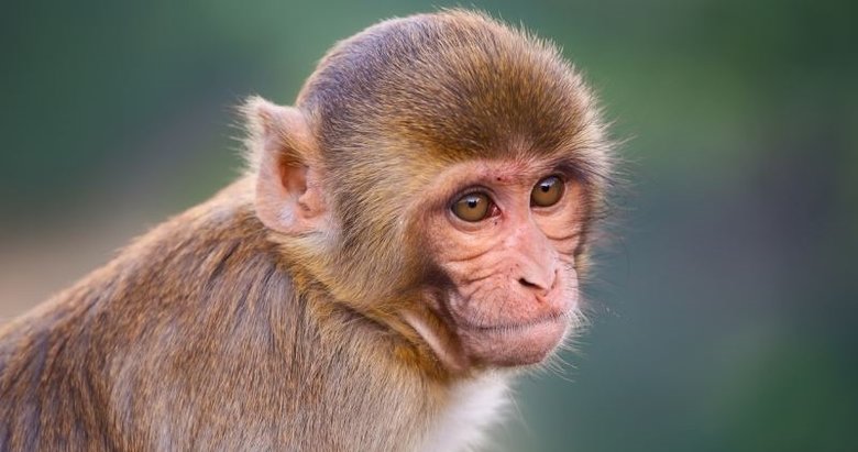 Hadi ipucu sorusu: RH ne demek? Rhesus maymunu hakkında merak edilenler 17 Aralık Hadi yarışması.