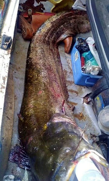 Manisa’da oltayla 2 metrelik yayın balığı yakaladılar