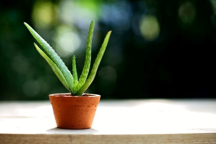 Aloe vera bitkisi hakkında bilinmeyenler! Aloe vera bitkisi cilde iyi geliyor mu? Aloe vera bitkisinin yan etkileri var mı?