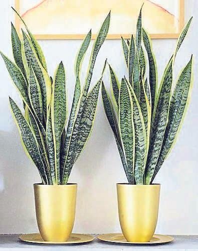 Banyom da yeşillensin diyenlere