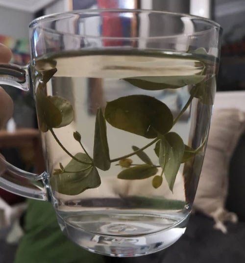 Okaliptüs çayı faydaları nedir, neye iyi gelir, nasıl yapılır?