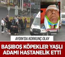 Aydın’daki başıboş sokak köpekleri yaşlı adamı hastanelik etti!