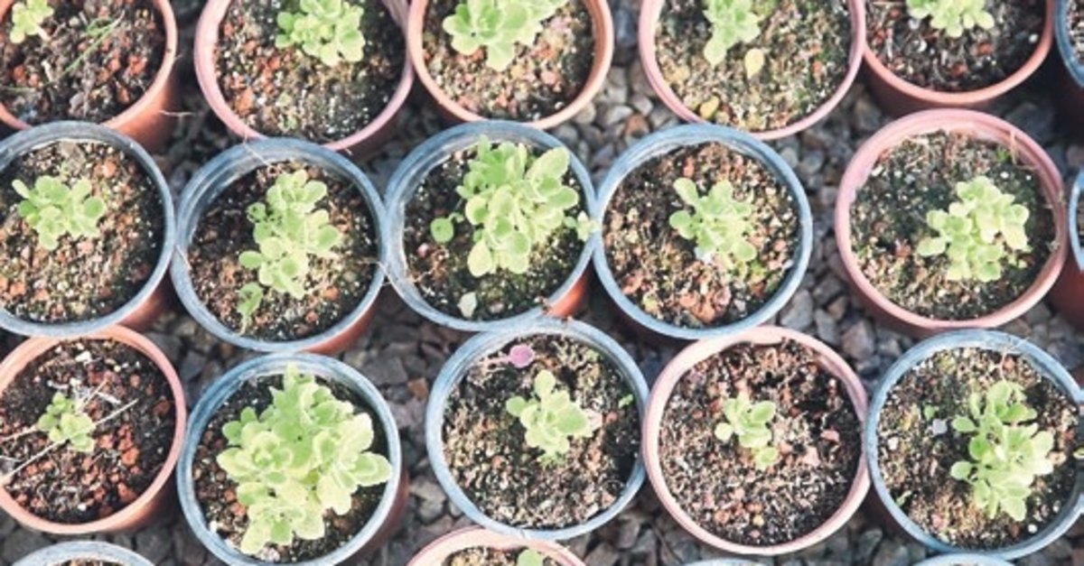 Tıbbi bitkilerin üretim alanı 6 bin dekara yükseldi