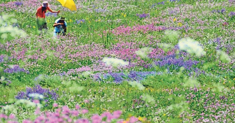 Bir yudum salep yaban orkidenin sonu