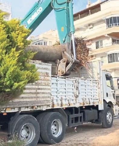 Sözde çevreci belediye Didim’de katliam yaptı