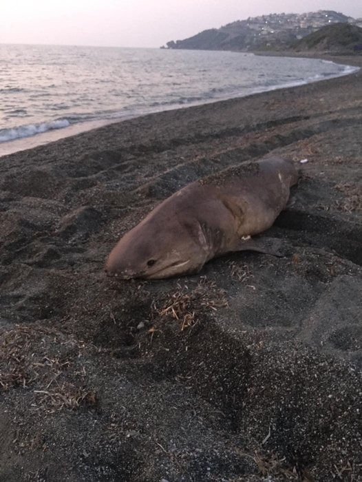 İzmir Seferihisar’da sahilde şok eden görüntü! Yarım tonluk 3 metre uzunluğundaki köpek balığı karaya vurdu