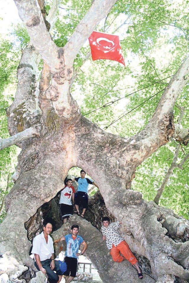 Ulu çınarın gölgesinde geçen 900 yıl