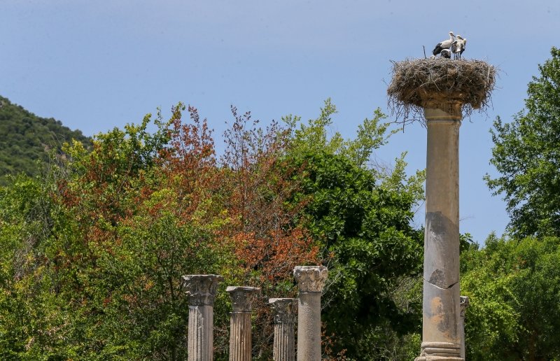 Efes Antik Kenti’nin leylekleri ilgi çekiyor
