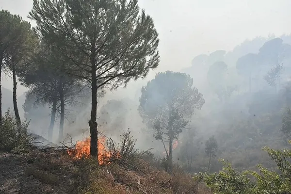 aydin-ve-balikesirde-orman-yangini-suruyor-ekiplerden-canla-basla-mudahale-1785475846368.jpeg