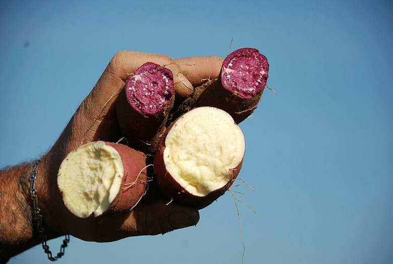 İzmir’de üretiyor; gören turp sanıyor ama... Renk renk tatlı patateste hasat zamanı