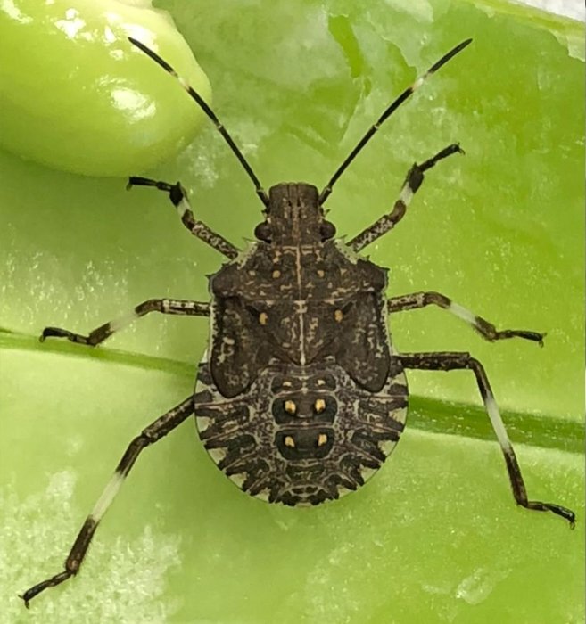 Aydın’a uyarı üstüne uyarı! Kokarca böceğine dikkat...