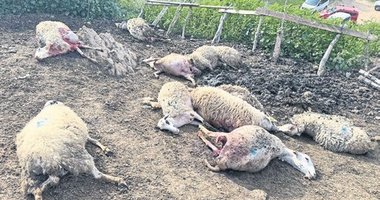 Koyun ahırına kurt saldırısı