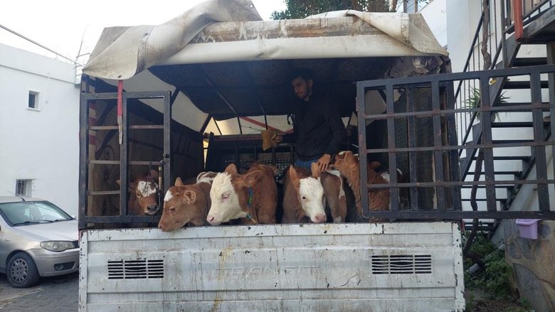 Muğla’ya gelen buzağı satıcılarına dehşeti yaşatmışlardı! 6 şüpheli tutuklandı