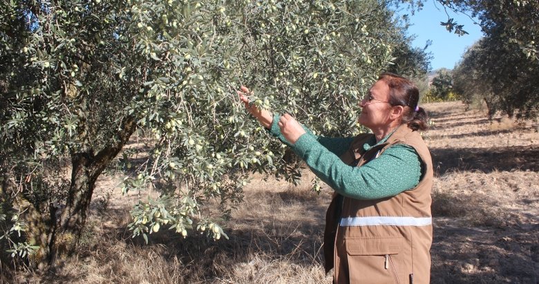 Uzman isimden uyarı: Ağacın dibine düşen zeytinleri toplamayın