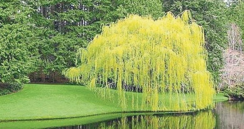 Dünyanın en zehirli güzelleri