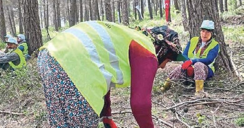 Yanan ormanlar yeniden yeşeriyor
