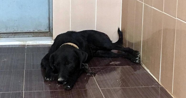 Av tüfeğiyle vurulan sokak köpeği öldü