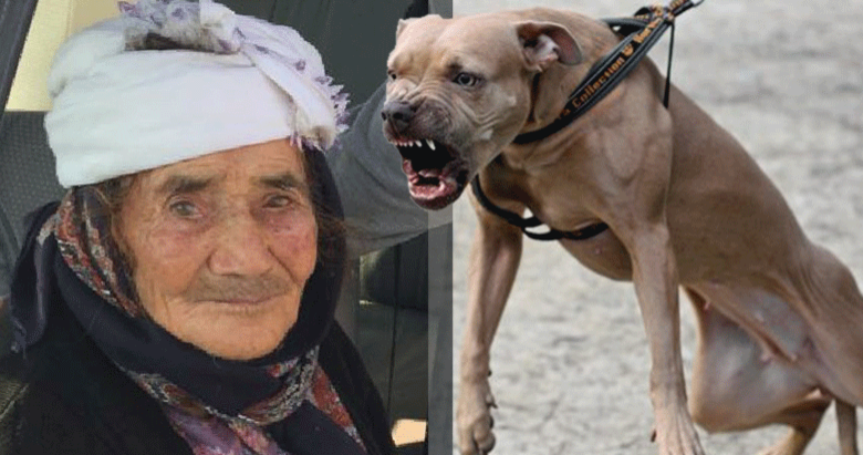 Manisa’da sokak köpeği, yaşlı kadının yüzünü parçaladı