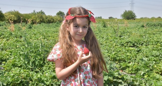 Menemen’de Çilek Festivali yarın başlıyor