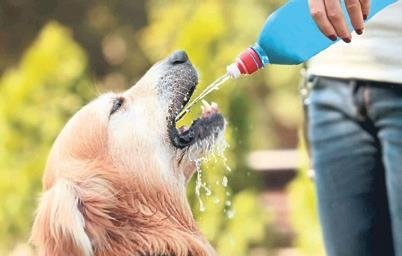 Evcil dostunuz baharı keyifli geçirsin