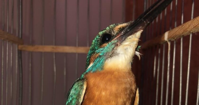 Cama çarparak yaralanan yalı çapkını tedavi edildi