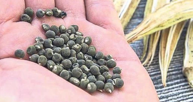 Vejetaryenler için protein kaynağı bamya tohumu