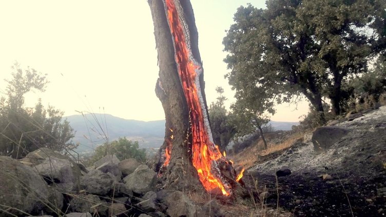 İzmir’de korkutan yangın! Zeytin ağaçları kül oldu