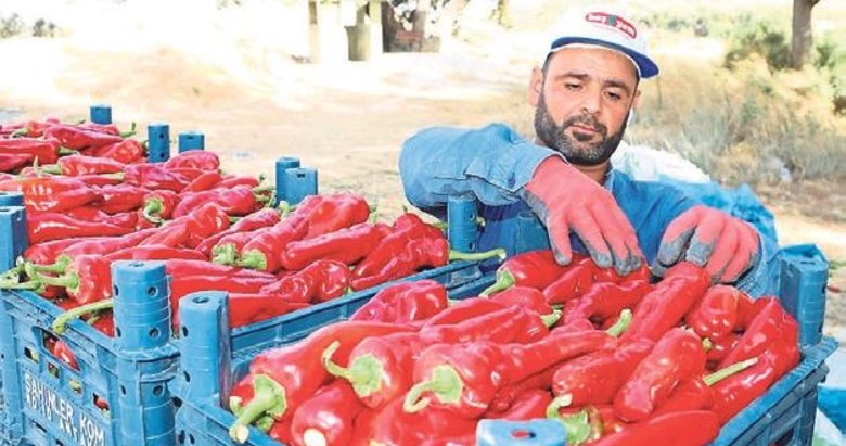 Kapya biberde 61 bin ton rekolte bekleniyor